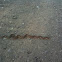 Gopher snake