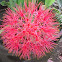 blood lily