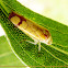 Sharpshooter (Leafhopper)