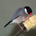 Java Sparrow