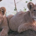 Lion Cubs