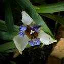 Walking Iris