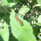 Gulf Fritillary