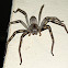 Large Wandering Crab Spider