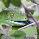 Wellington Green Gecko