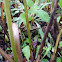 Leopard Frog