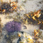 Sea urchin