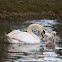 Mute Swan