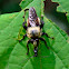 Robber Fly