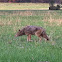 Coyote
