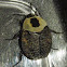 American Carrion Beetle