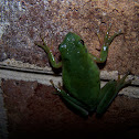 American Green Tree Frog
