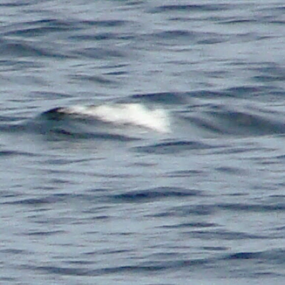 Spotting Image 1