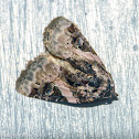 Pink-barred pseudeustrotia