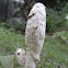 Coprinus Comitus