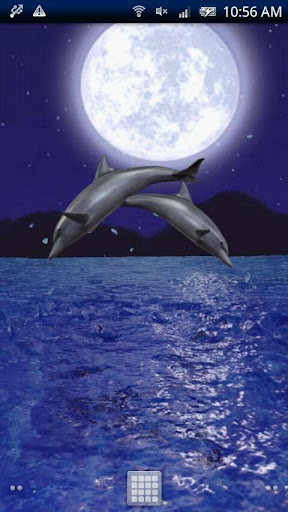 Dolphin Night