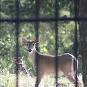 White-tailed Deer