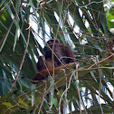 Colombian Red Howler Monkey