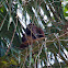 Colombian Red Howler Monkey