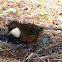 White Throated Laughing Thrust