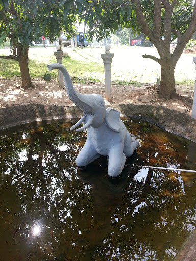 Elephant in the Pool