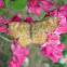 Falcate Metalmark Butterfly