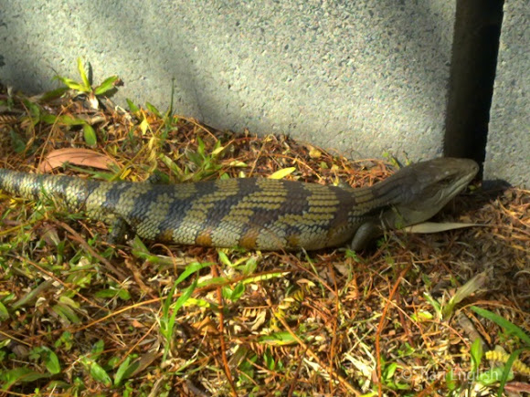 Spotting Image 1
