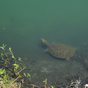 Florida Softshell Turtle