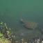 Florida Softshell Turtle