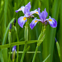 Blue Flag Iris