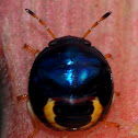 Jewel Bug Nymph ?