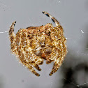 Bark Spider