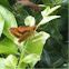 Wide-brand Grass-dart or Orange Dart (Suniana sunias)