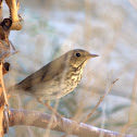 Zorzal colarrufa, Hermith Thrush
