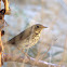 Zorzal colarrufa, Hermith Thrush