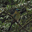 Blue-crowned Motmot