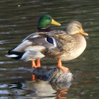 Mallard