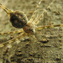 Two-tailed spider