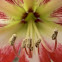 Hippeastrum
