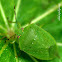 Green shield bug