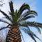 date palm tree