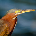 Green Heron
