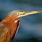 Green Heron