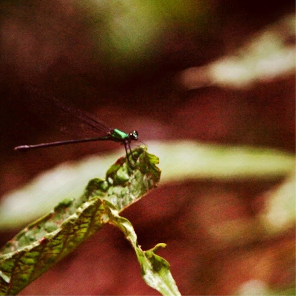 Spotting Image 1