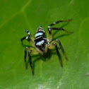 jumping spider