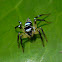 jumping spider
