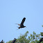 fragata magnífica - fragata real - Magnificent Frigatebird