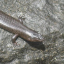 King's Skink