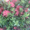 Ixora