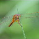 Globe Skimmer